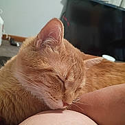 Leonard is registered to the contest to win money with this photo: cat, orange_cat, sleeping, sleepy, furry, whiskers, close_up, pet, animal, indoors, home, lap, cuddling, relaxed, cozy, nap, ginger, mammal, television, portrait