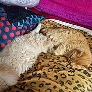 Chubbs joined the competition — help win amazing prizes! cat, dog, pets, sleeping, cuddling, fluffy, white_dog, orange_cat, bed, blanket, leopard_print, polka_dots, bedding, indoors, cozy, nap, resting, animal, fur, companionship