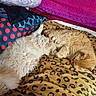 cat, dog, pets, sleeping, cuddling, fluffy, white_dog, orange_cat, bed, blanket, leopard_print, polka_dots, bedding, indoors, cozy, nap, resting, animal, fur, companionship