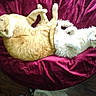 Chubbs is registered to the contest to win money with this photo: cats, orange_cat, white_cat, felines, pets, sleeping, lying_down, cuddling, playful, fluffy, fur, whiskers, green_eyes, indoor, cushion, magenta, chair, wood_floor, relaxed, animal_portrait