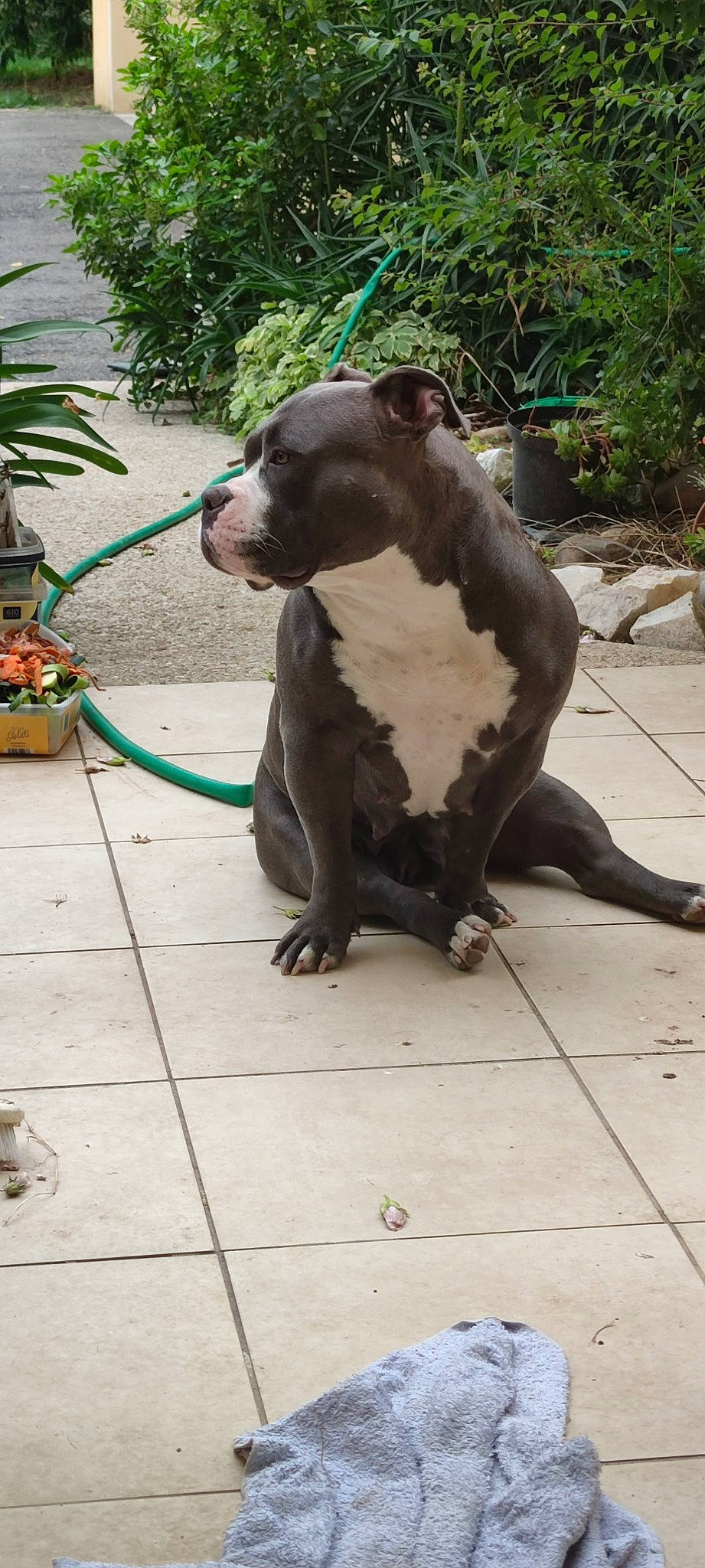 Aka a rejoint le concours — aidez-le/la à gagner de superbes lots ! canidae, carnivore, collar, companion_dog, dog, dog_breed, dog_collar, dog_supply, fashion_accessory, fawn, flowerpot, houseplant, leash, pet_supply, plant, snout, sporting_group, tail, terrestrial_animal, working_animal