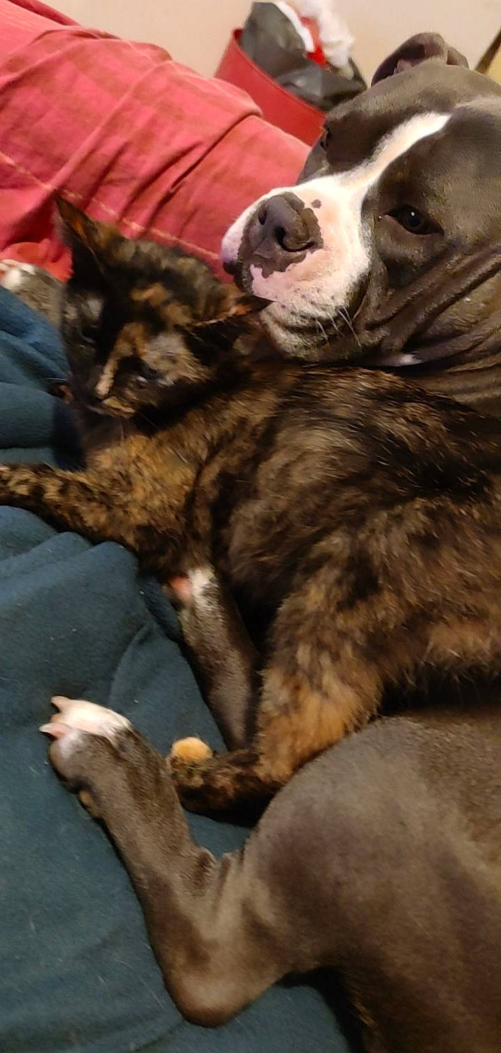 Aka a rejoint le concours — aidez-le/la à gagner de superbes lots ! carnivore, cat, claw, comfort, companion_dog, dog, dog_breed, domestic_short_haired_cat, fawn, felidae, fur, paw, small_to_medium_sized_cats, snout, sporting_group, tail, terrestrial_animal, whiskers, working_animal, wrinkle