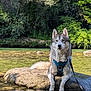 animal, calm, canine, daytime, dog, forest, greenery, harness, husky, nature, outdoor, pet, reflection, river, rock, scenic, sunlight, water, wet, wildlife