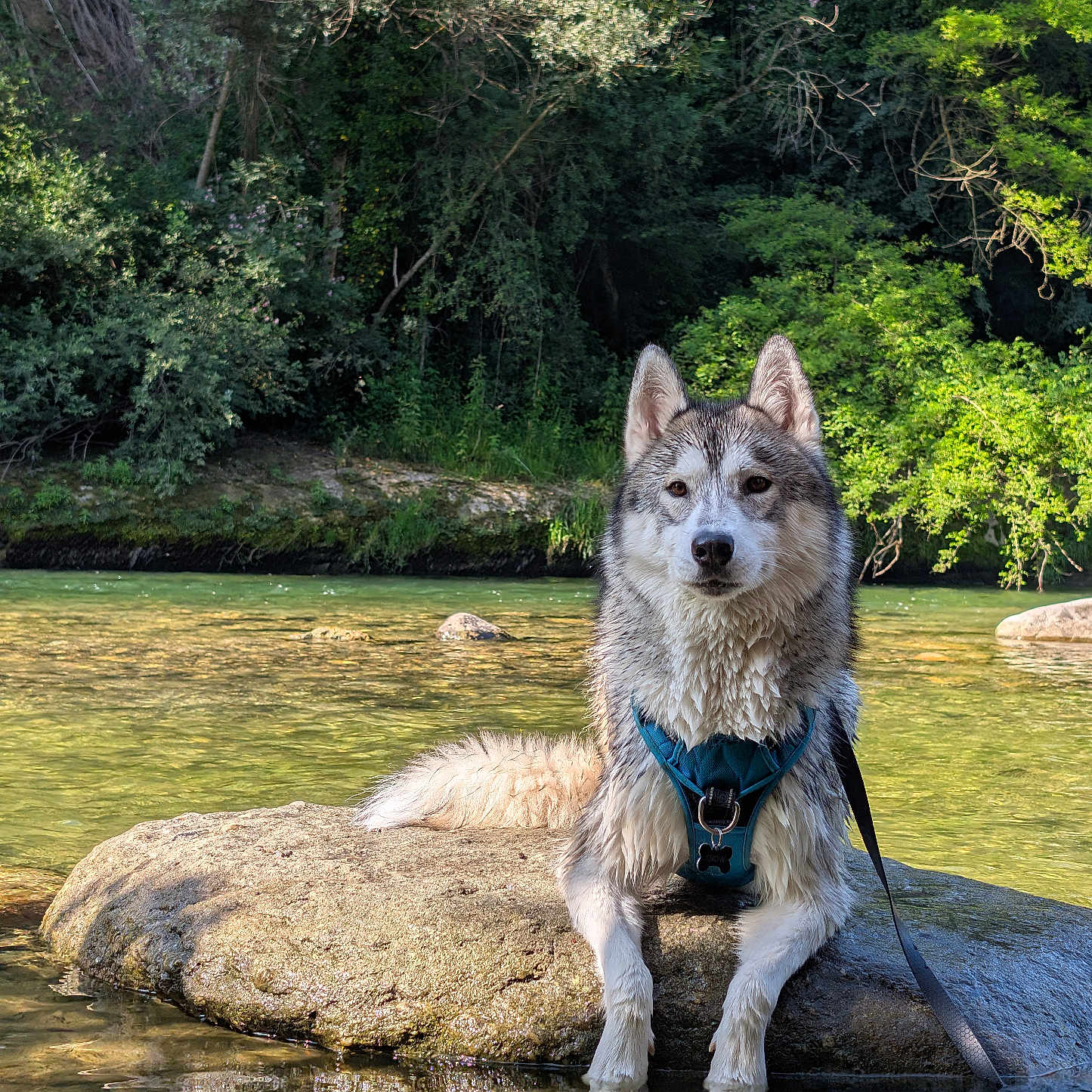 Snow participe au concours pour gagner de l'argent avec cette photo : animal, calm, canine, daytime, dog, forest, greenery, harness, husky, nature, outdoor, pet, reflection, river, rock, scenic, sunlight, water, wet, wildlife