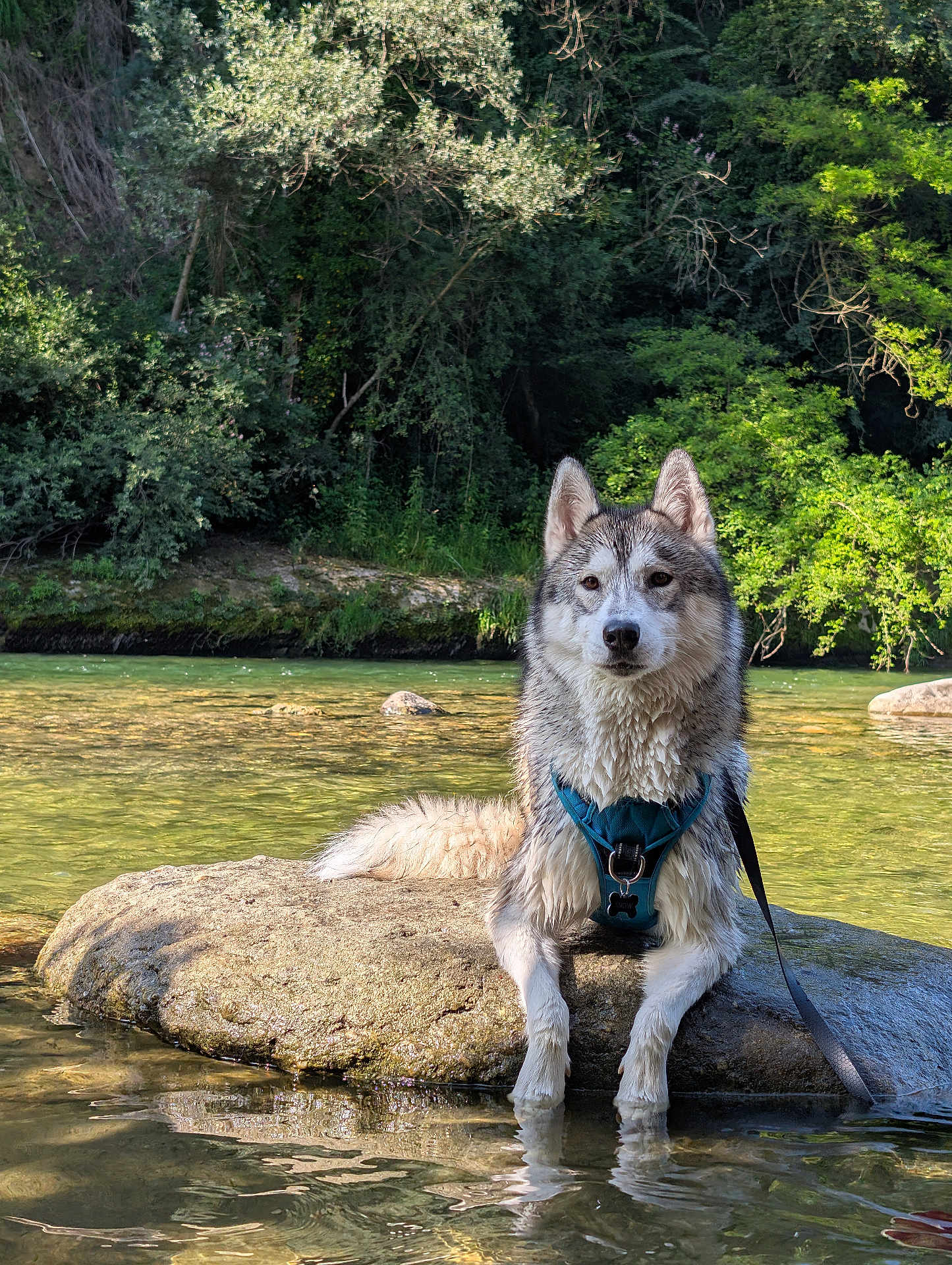Snow participe au concours pour gagner de l'argent avec cette photo : animal, calm, canine, daytime, dog, forest, greenery, harness, husky, nature, outdoor, pet, reflection, river, rock, scenic, sunlight, water, wet, wildlife