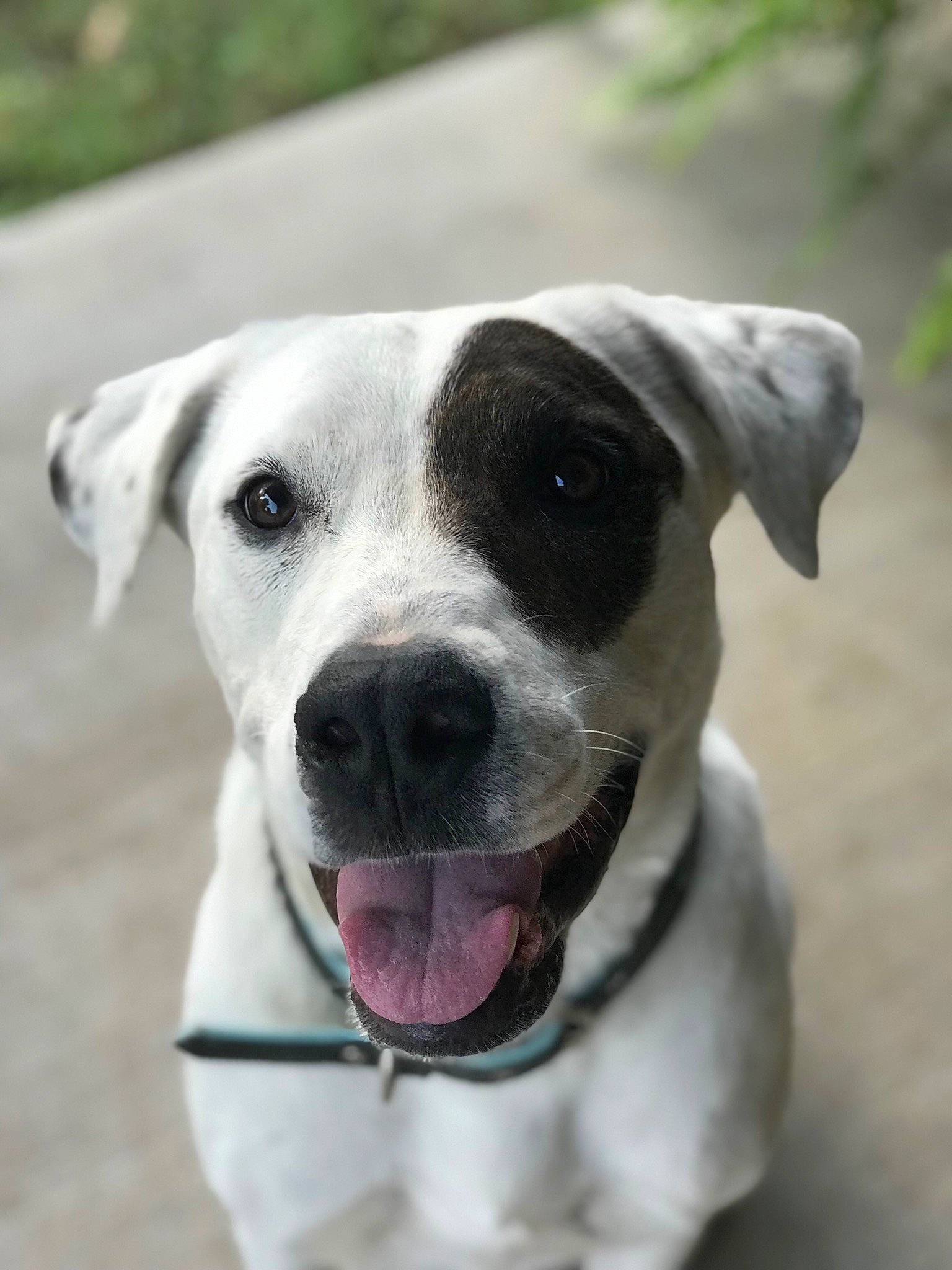 Harmony joined the competition — help win amazing prizes! canidae, carnivore, collar, companion_dog, dog, dog_breed, dog_collar, fawn, non_sporting_group, pet_supply, snout, sporting_group, terrestrial_animal, whiskers, working_animal, working_dog