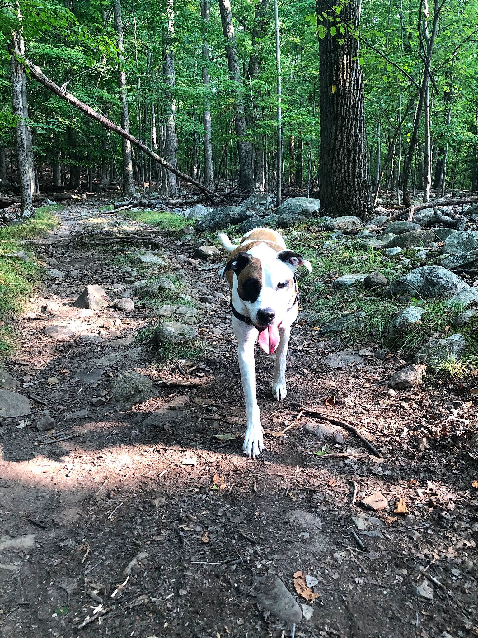 Marley joined the competition — help win amazing prizes! biome, carnivore, collar, companion_dog, dog, dog_breed, forest, grove, jungle, mammal, northern_hardwood_forest, old_growth_forest, soil, spruce_fir_forest, tail, temperate_broadleaf_and_mixed_forest, temperate_coniferous_forest, trunk, woodland, working_animal