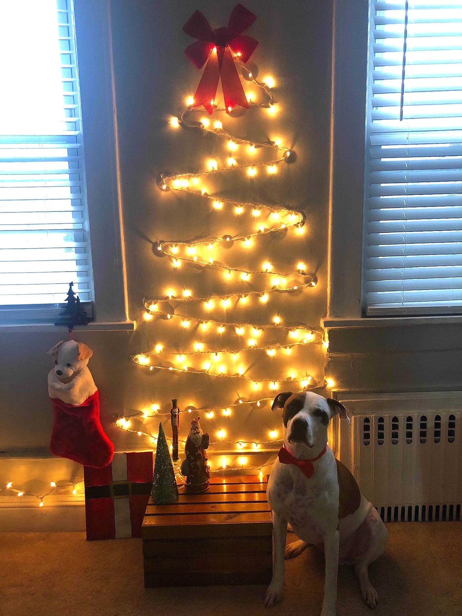 Marley joined the competition — help win amazing prizes! carnivore, christmas, christmas_decoration, christmas_eve, christmas_ornament, christmas_tree, daylighting, decoration, dog, dog_breed, fixture, holiday, holiday_ornament, interior_design, light, lighting, window_blind, window_covering, window_treatment