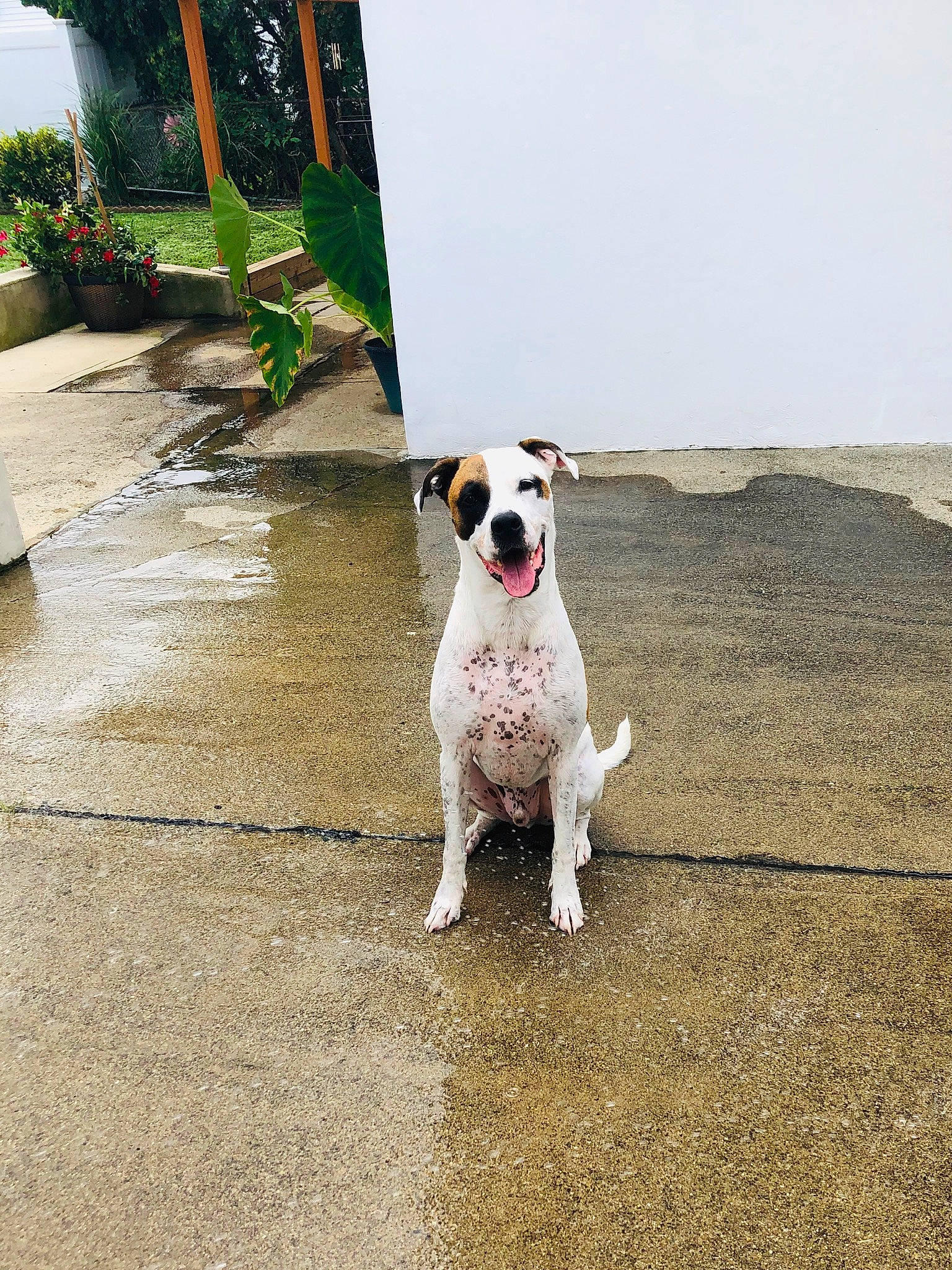 Marley is registered to the contest to win money with this photo: canidae, carnivore, collar, companion_dog, dog, dog_breed, dog_collar, dog_supply, flowerpot, houseplant, mammal, pet_supply, snout, sporting_group, tail, working_animal, working_dog