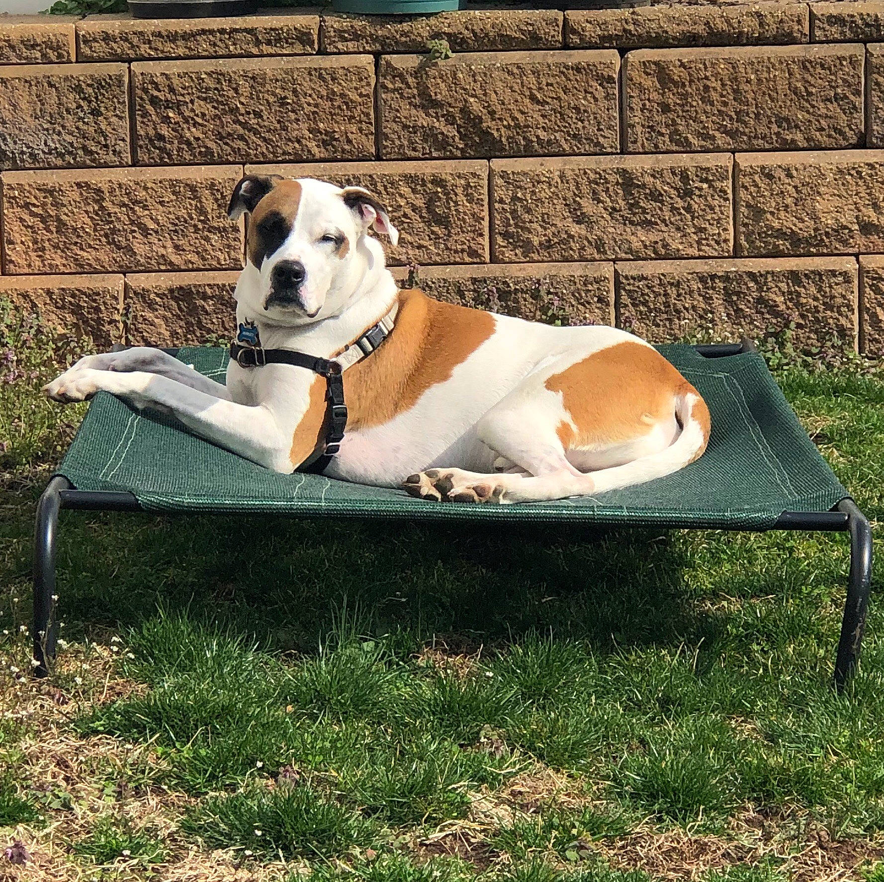 Marley joined the competition — help win amazing prizes! canidae, carnivore, collar, companion_dog, dog, dog_breed, dog_collar, dog_supply, mammal, outdoor_furniture, pet_supply, snout, sporting_group, working_animal, working_dog