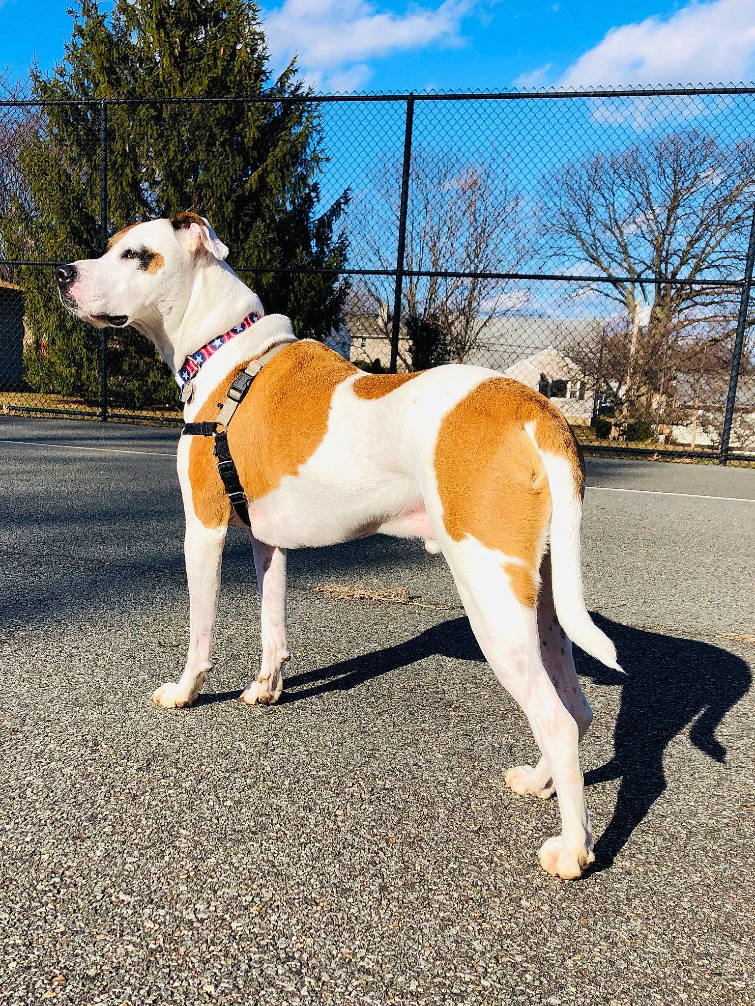 Marley is registered to the contest to win money with this photo: canidae, carnivore, chain_link_fencing, collar, companion_dog, dog, dog_breed, dog_clothes, dog_collar, dog_supply, fawn, fence, leash, mesh, pet_supply, snout, sporting_group, tail, wire_fencing, working_animal