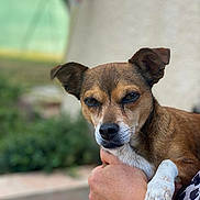 Loustic a rejoint le concours — aidez-le/la à gagner de superbes lots ! accessories, animal, beagle, bodypart, canine, chihuahua, dog, face, finger, hand, head, hound, jewelry, lady, person, pet, photography, portrait, puppy, ring