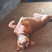 Dixie joined the competition — help win amazing prizes! brown, canine, carpet, collar, couch, dog, dog_bed, floor, furniture, happy, home, indoor, pet, playful, relaxed, resting, smiling, training, upside_down, white