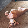 brown, canine, carpet, collar, couch, dog, dog_bed, floor, furniture, happy, home, indoor, pet, playful, relaxed, resting, smiling, training, upside_down, white