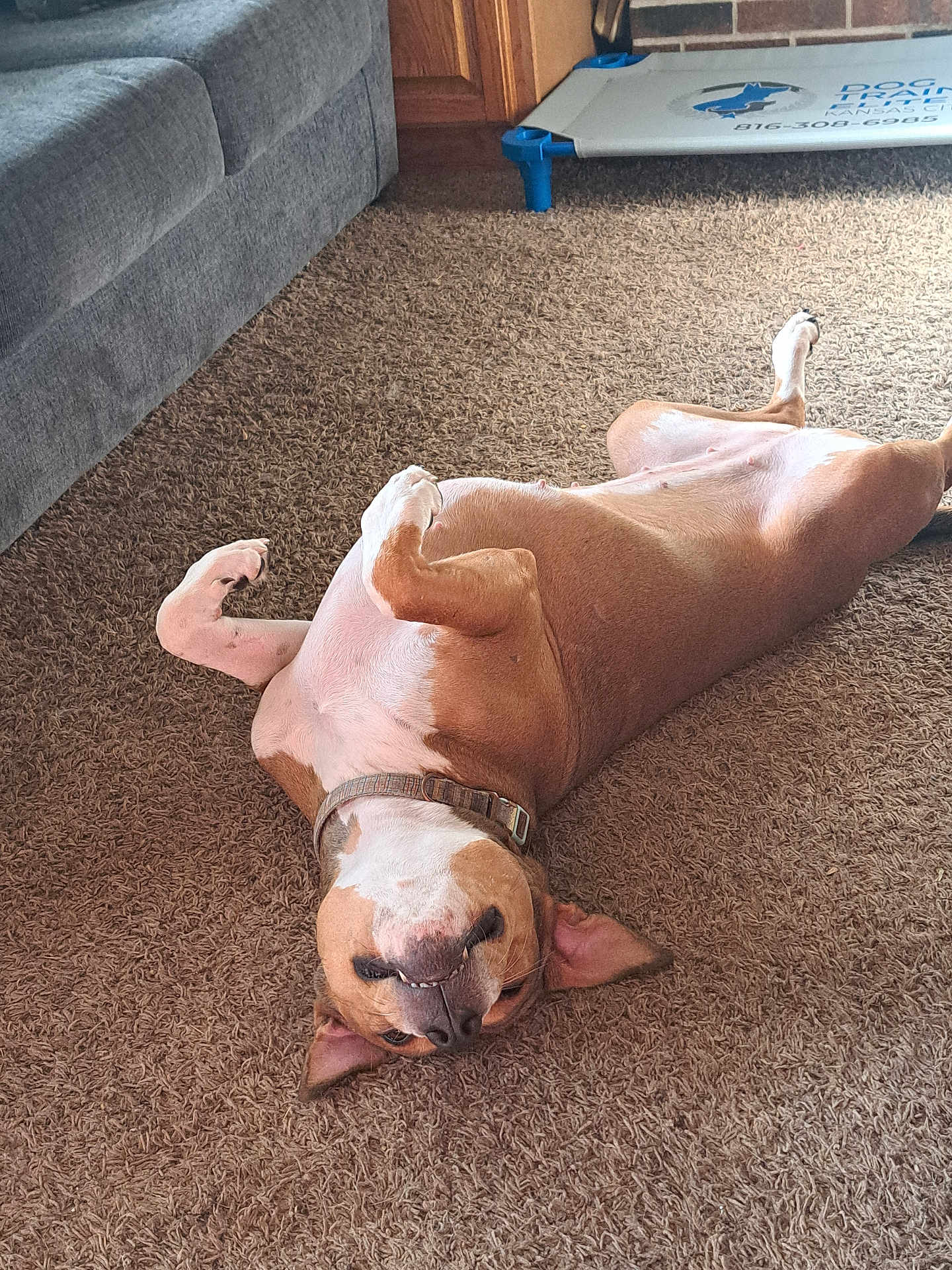 Dixie