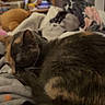 animal, blanket, book, bookshelf, calm, cat, closeup, comfort, cozy, domestic_animal, fur, furniture, home, indoor, pet, relaxation, resting, sleeping, soft, warm