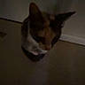 Cali joined the competition — help win amazing prizes! animal, blurry, calm, cat, corner, cute, dark, domestic, feline, floor, indoor, low_light, mammal, pet, quiet, shadow, sitting, small, still, wall