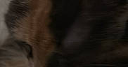 Cali is registered to the contest to win money with this photo: animal, blanket, blurred, calm, cat, close_up, cozy, domestic, ears, feline, fur, indoor, pet, quiet, relaxed, resting, sleepy, soft, warm, whiskers
