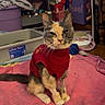 cat, calico_cat, red_shirt, pink_towel, litter_box, indoor, pet, animal, feline, sitting, cluttered_room, shelf, blanket, toy_mouse, floor, household_items, wooden_furniture, cozy, domestic, cute