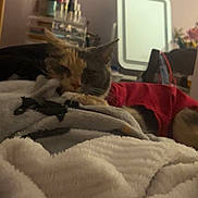 Cali is registered to the contest to win money with this photo: animal, bedroom, blanket, casual, cat, comfort, cosmetics, cozy, feline, furniture, indoor, makeup, mirror, pet, red_shirt, relaxing, resting, sleeping, soft_texture, warm_lighting