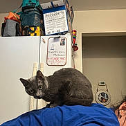 Grey Grey joined the competition — help win amazing prizes! animal, blue_shirt, casual, cat, curious, domestic, doorway, earrings, fridge, gray_cat, household_items, indoor, kitchen, looking, mirror, person, pet, sitting, stacked_boxes, wall