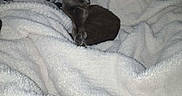Grey Grey joined the competition — help win amazing prizes! animal, bedroom, blanket, books, cat, cozy, curtain, domestic_animal, fluffy, furniture, gray_cat, home, indoor, low_light, pet, relaxing, resting, shelf, sleeping_area, soft_texture