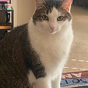 Beethoven is registered to the contest to win money with this photo: cat, tabby, white_fur, indoor, rug, carpet, pet, animal, feline, curious, sitting, golden_eyes, whiskers, ears, soft_lighting, television, furniture, home, cozy, looking