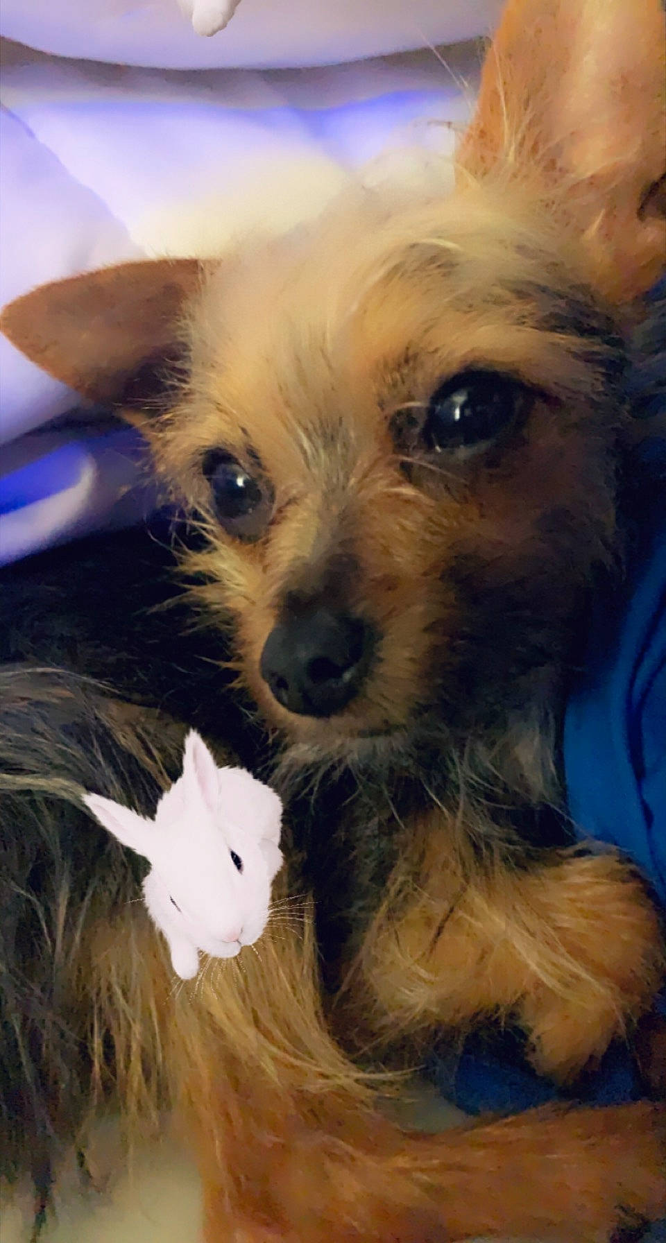 Lily joined the competition — help win amazing prizes! canidae, carnivore, companion_dog, dog, dog_breed, dog_clothes, dog_supply, ear, electric_blue, fawn, fur, mammal, small_terrier, snout, sporting_group, terrier, toy, toy_dog, vertebrate, whiskers