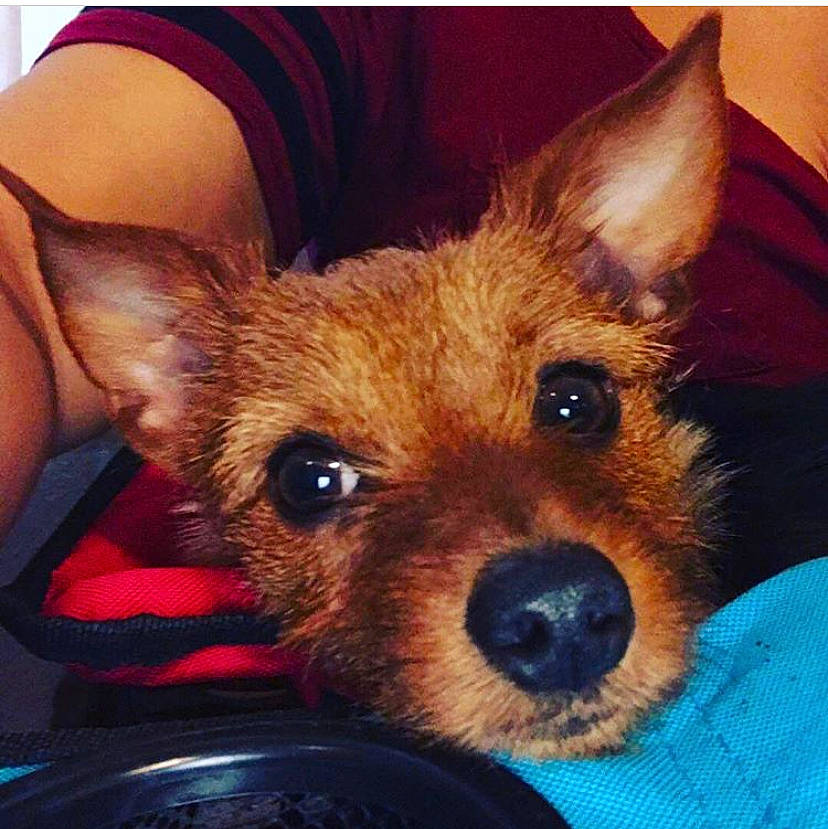 Mia joined the competition — help win amazing prizes! australian_silky_terrier, australian_terrier, cairn_terrier, canidae, carnivore, companion_dog, dog, dog_breed, ear, mammal, norwich_terrier, nose, puppy, rare_breed_dog, small_terrier, snout, terrier, toy_dog, vertebrate, yorkshire_terrier