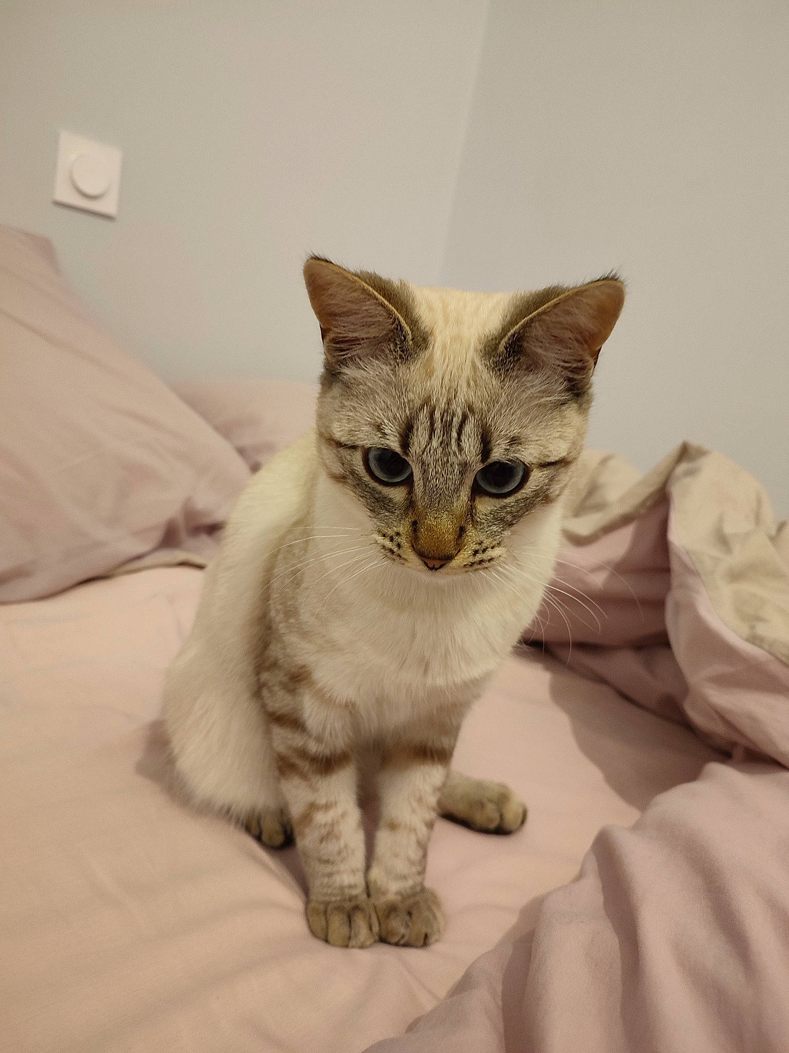 Gryff a rejoint le concours — aidez-le/la à gagner de superbes lots ! bed, bedding, carnivore, cat, cat_supply, comfort, domestic_short_haired_cat, fawn, felidae, fur, linens, paw, small_to_medium_sized_cats, snout, tail, terrestrial_animal, whiskers