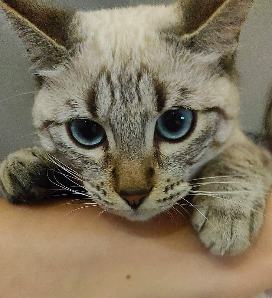 Gryff participe au concours pour gagner de l'argent avec cette photo : carnivore, cat, claw, close_up, comfort, domestic_short_haired_cat, ear, eye, fawn, felidae, fur, head, small_to_medium_sized_cats, snout, terrestrial_animal, whiskers, wildlife, window