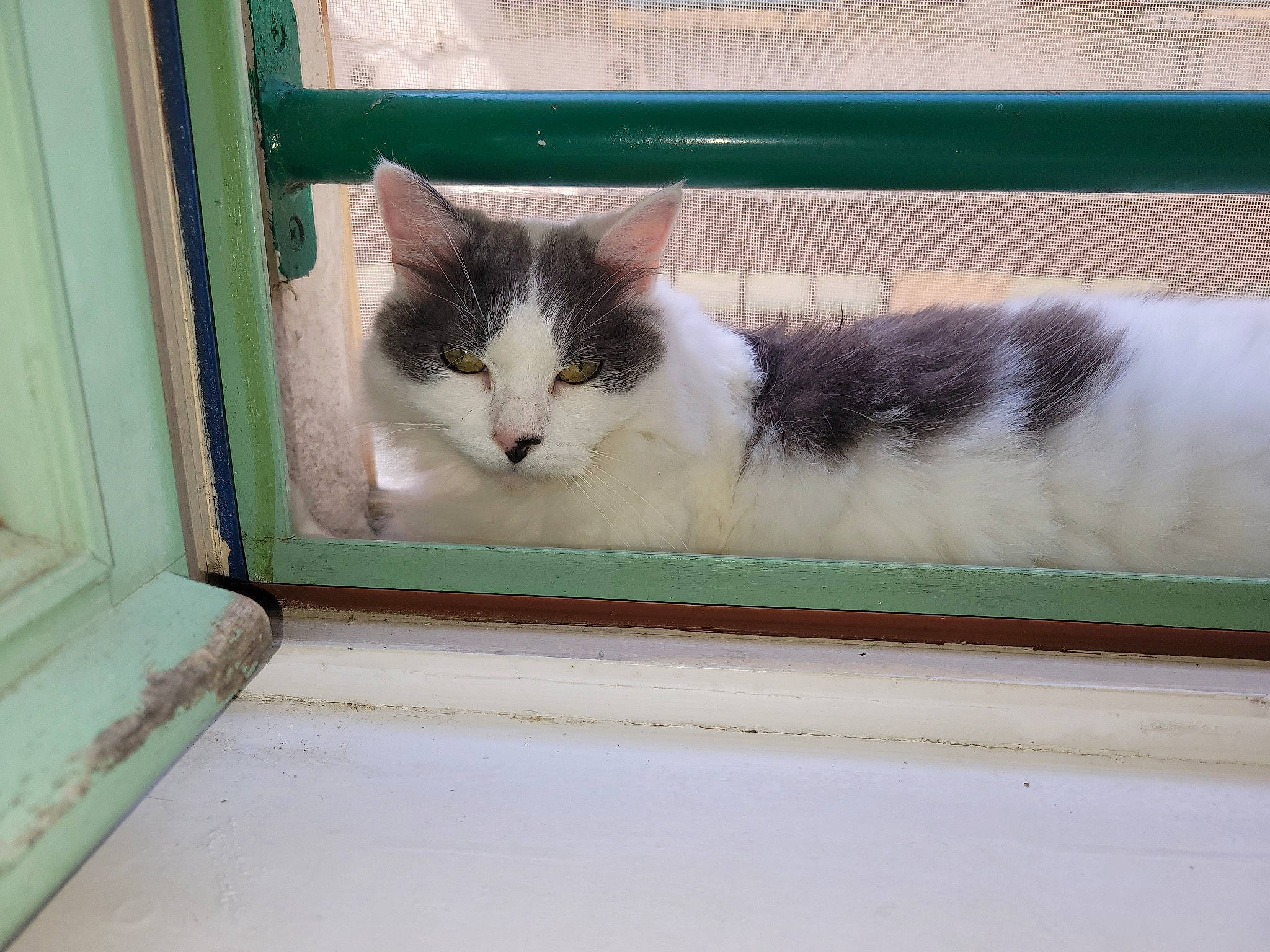 Cesar participe au concours pour gagner de l'argent avec cette photo : art, carnivore, cat, domestic_short_haired_cat, felidae, fixture, fur, paw, rectangle, small_to_medium_sized_cats, tail, tints_and_shades, whiskers, window