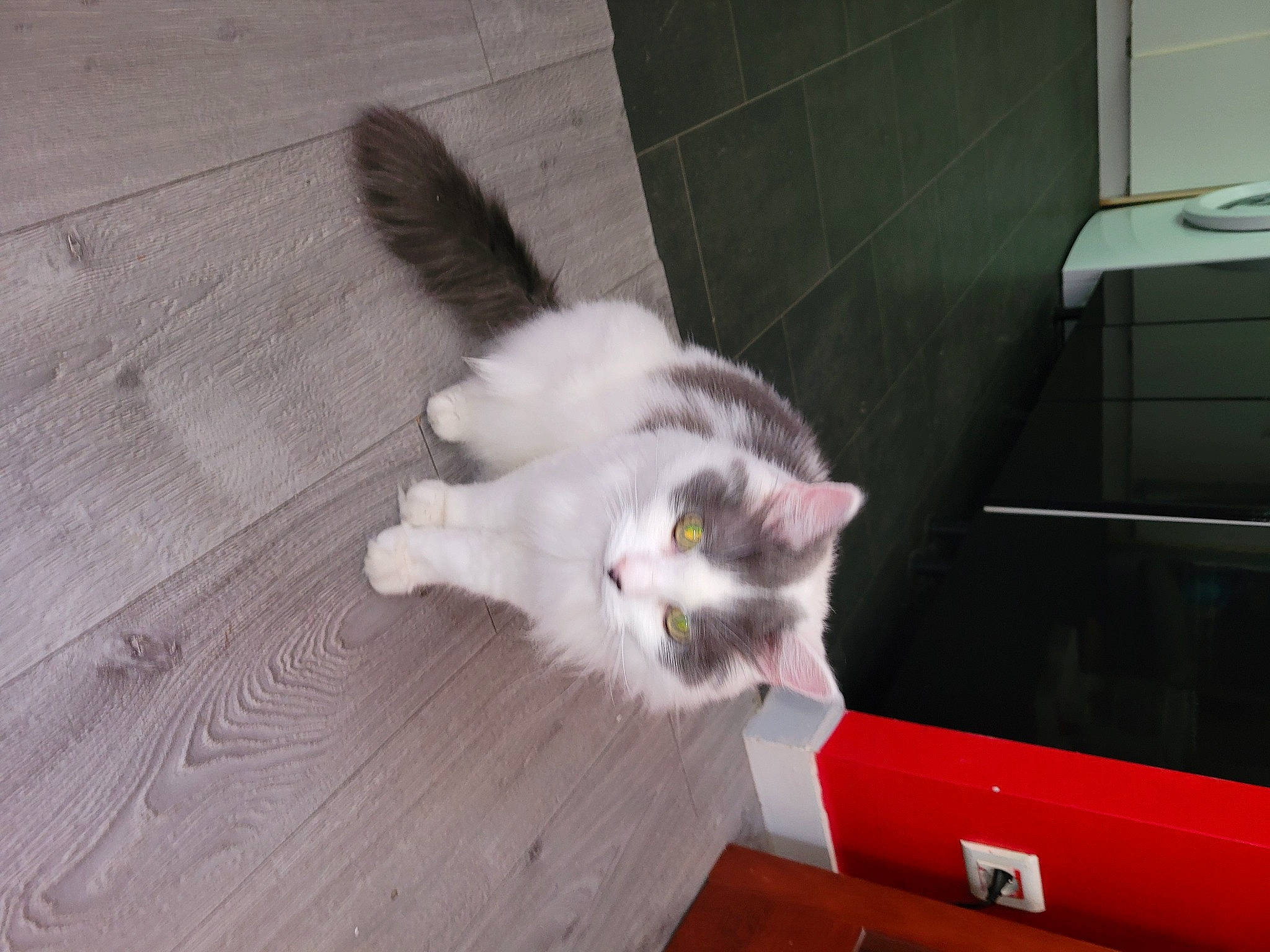 Cesar a rejoint le concours — aidez-le/la à gagner de superbes lots ! box, carnivore, cat, companion_dog, domestic_short_haired_cat, felidae, floor, flooring, fur, hardwood, laminate_flooring, paw, shipping_box, small_to_medium_sized_cats, tail, varnish, whiskers, wood, wood_flooring, wood_stain