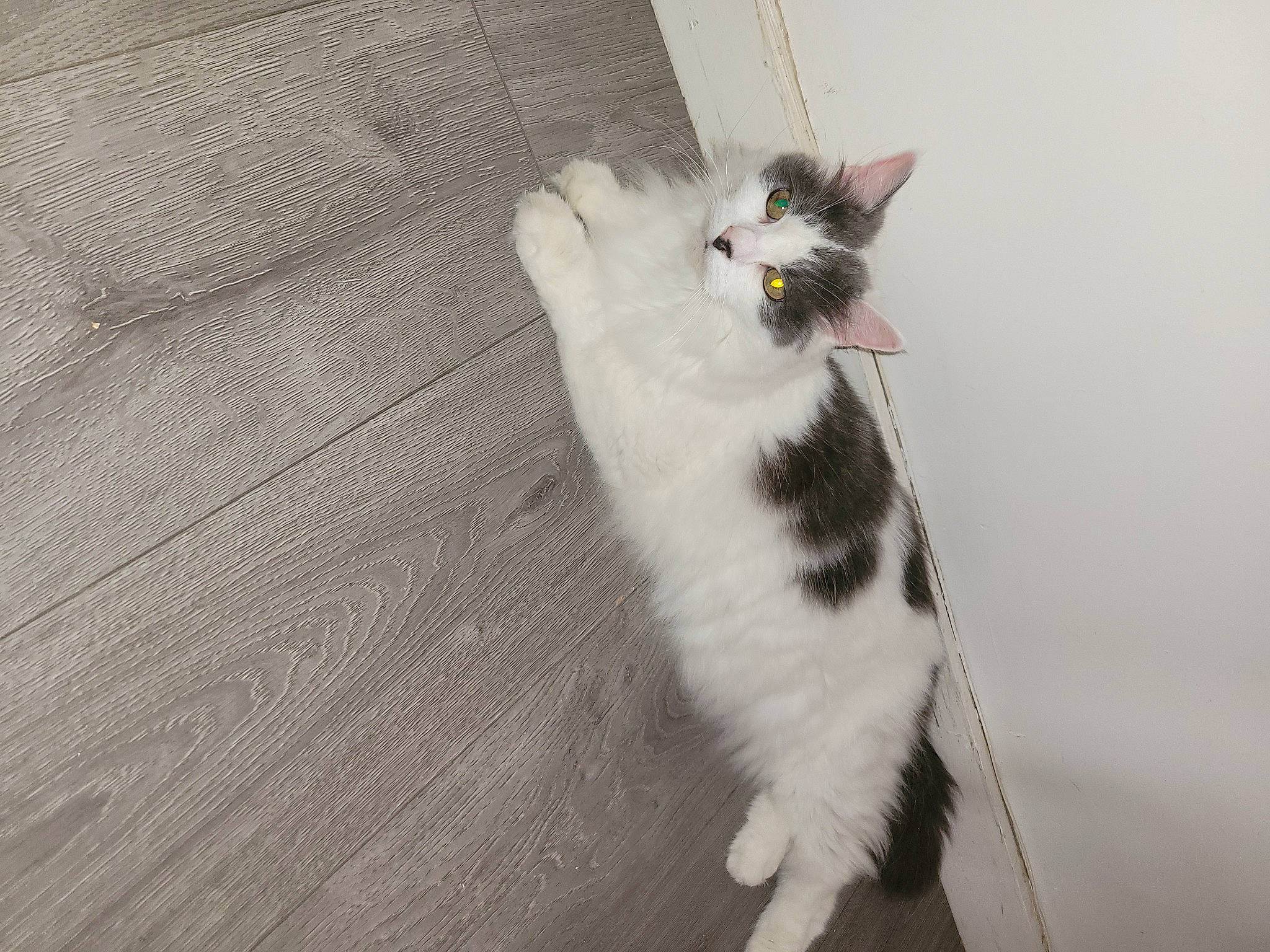 Cesar participe au concours pour gagner de l'argent avec cette photo : canidae, carnivore, cat, domestic_short_haired_cat, felidae, flooring, fur, grey, hardwood, paw, small_to_medium_sized_cats, snout, tail, terrestrial_animal, whiskers, wood