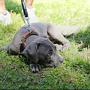Deymon a rejoint le concours — aidez-le/la à gagner de superbes lots ! puppy, dog, grass, leash, collar, flower, outdoor, pet, animal, cute, nature, playful, young, canine, greenery, summer, resting, curious, walking, sneakers