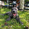 Deymon a rejoint le concours — aidez-le/la à gagner de superbes lots ! puppy, dog, grass, outdoor, happy, tongue_out, leash, pine_cones, flowers, chairs, person, casual_clothing, sunlight, fence, smiling, nature, playful, pet, resting, daytime