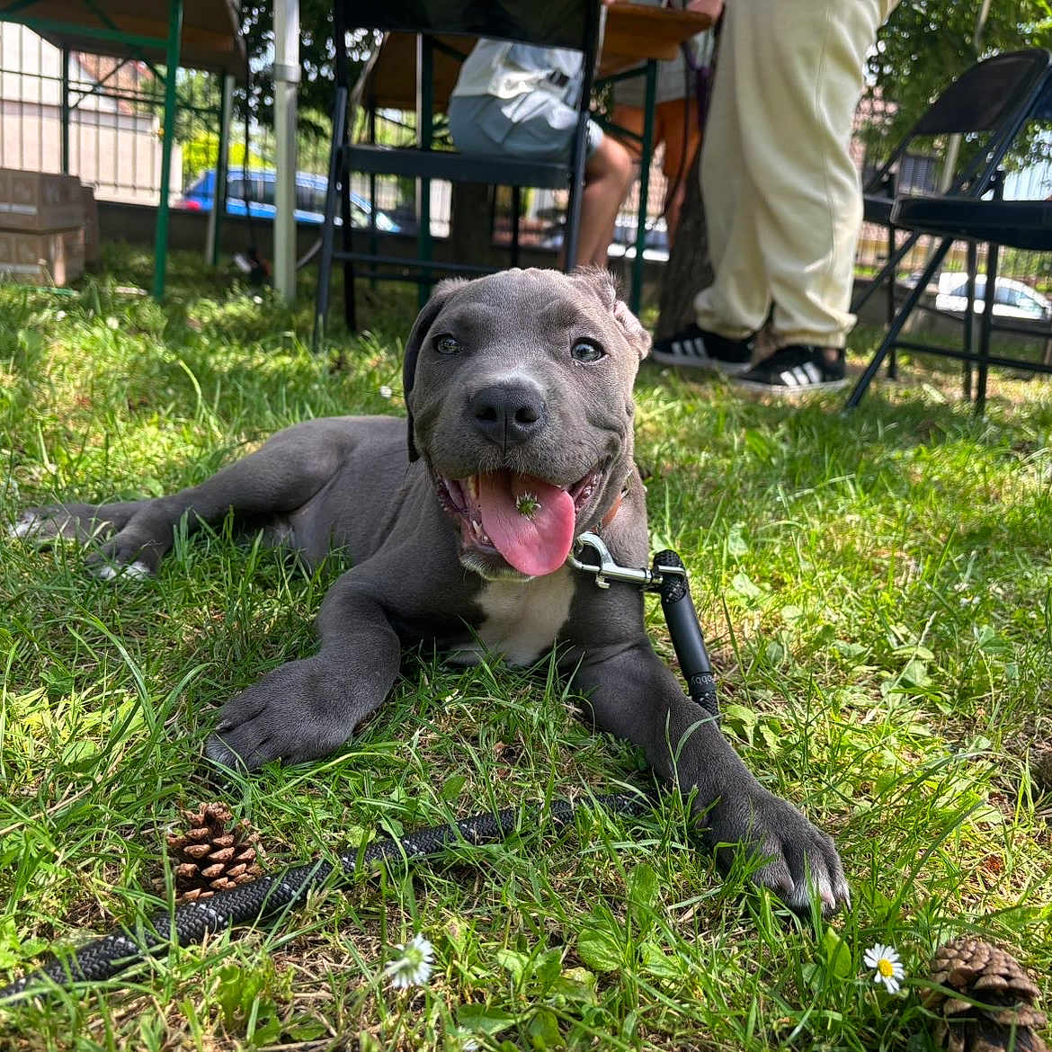 Deymon a rejoint le concours — aidez-le/la à gagner de superbes lots ! puppy, dog, grass, outdoor, happy, tongue_out, leash, pine_cones, flowers, chairs, person, casual_clothing, sunlight, fence, smiling, nature, playful, pet, resting, daytime
