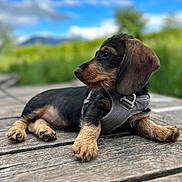 Vodka a rejoint le concours — aidez-le/la à gagner de superbes lots ! animal, blurred_background, clouds, cute, dachshund, dog, ears, fur, greenery, harness, laying_down, nature, nose, outdoor, paws, pet, puppy, sky, wooden_surface, young