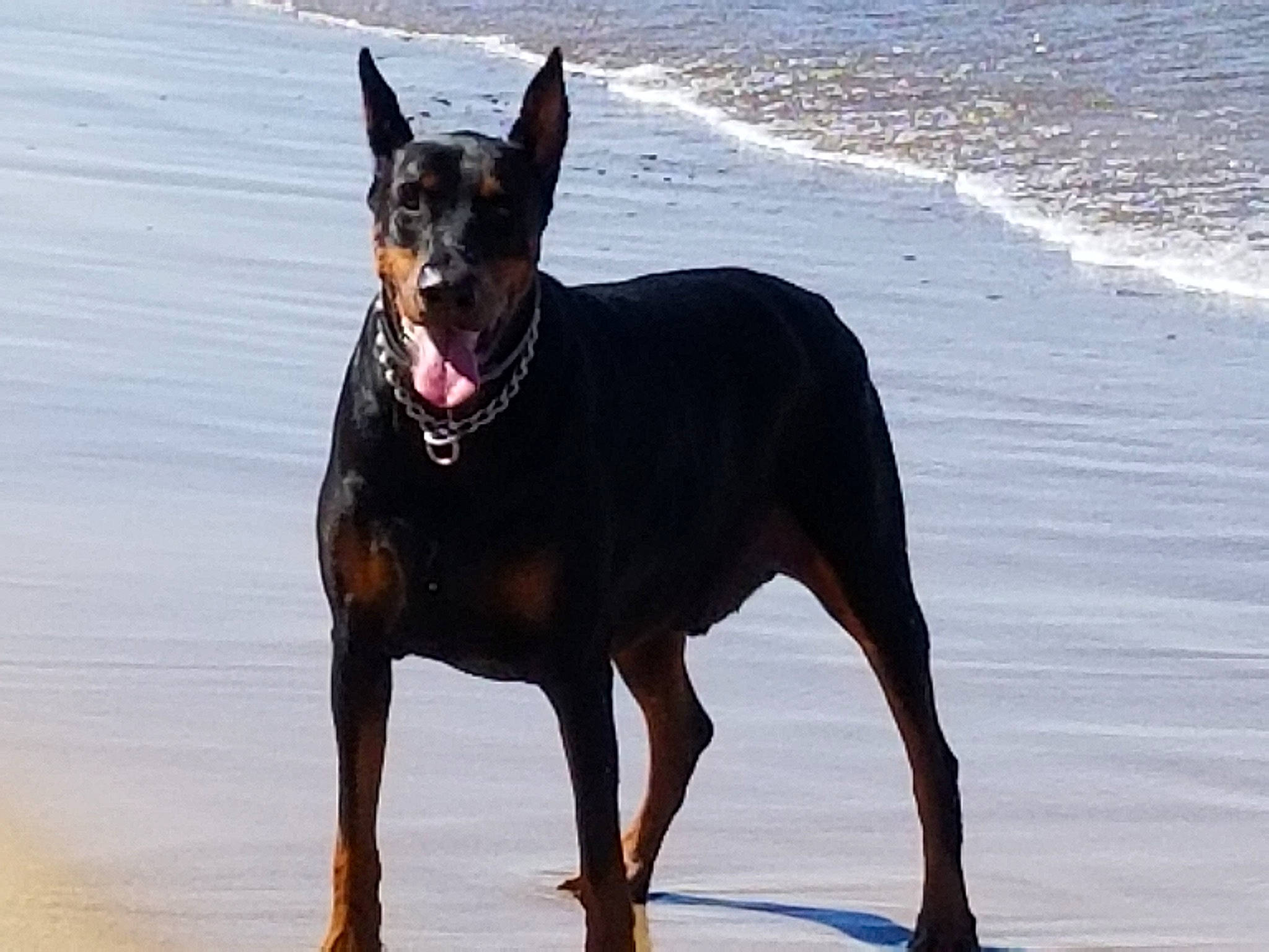 Boomer joined the competition — help win amazing prizes! beauceron, black_and_tan_terrier, canidae, carnivore, dobermann, dog, dog_breed, english_toy_terrier, german_pinscher, guard_dog, hunting_dog, mammal, manchester_terrier, miniature_pinscher, pinscher, prazsky_krysarik, toy_dog, toy_manchester_terrier, vertebrate, working_dog