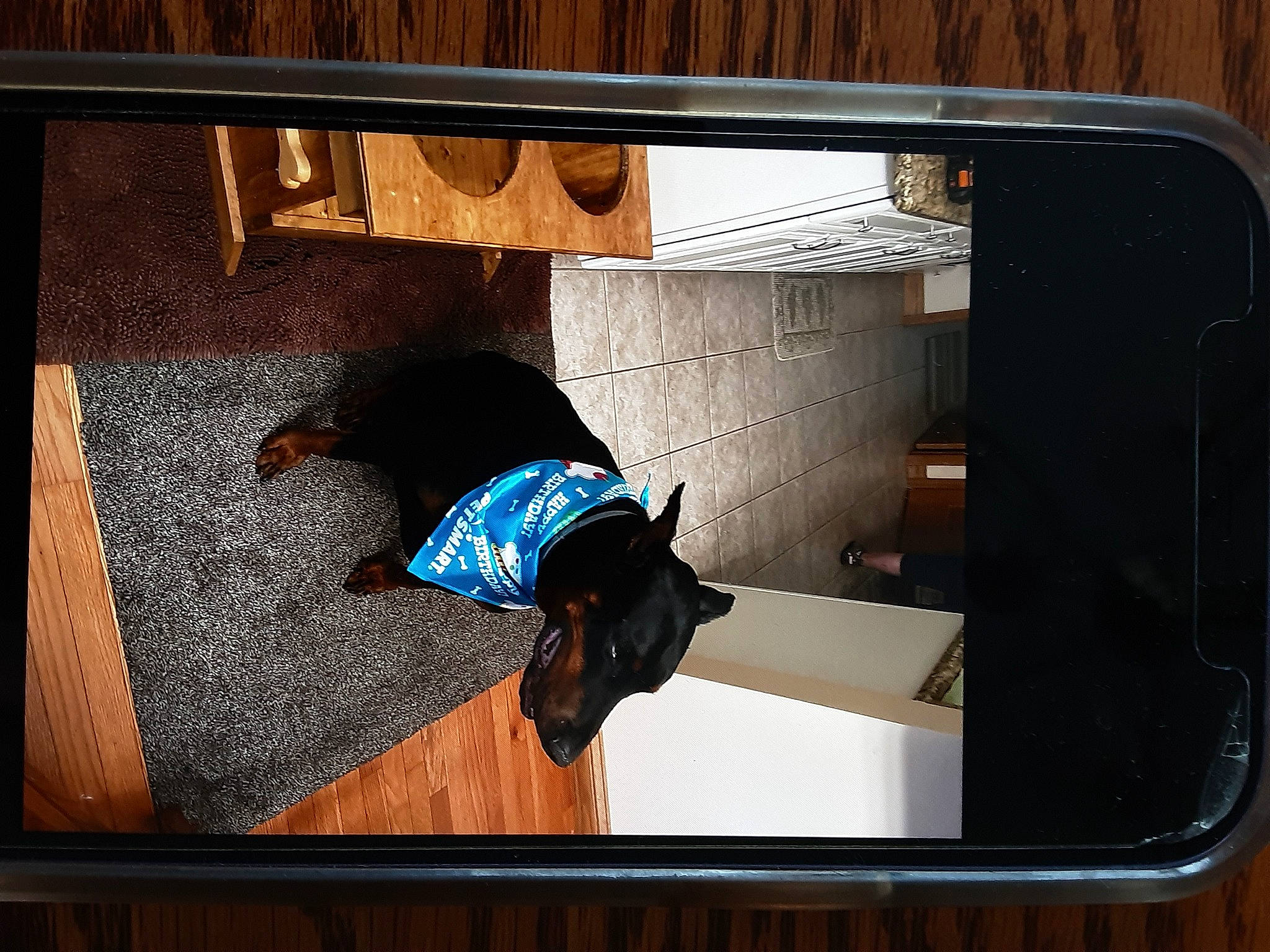 Boobear is registered to the contest to win money with this photo: auto_part, automotive_exterior, automotive_mirror, automotive_window_part, carnivore, comfort, display_device, dog, dog_breed, flooring, rear_view_mirror, rectangle, room, square, tints_and_shades, vehicle_door, visual_arts, window, wood