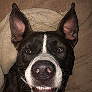 Gun joined the competition — help win amazing prizes! dog, close_up, ears, nose, teeth, smile, pet, animal, blanket, cozy, lying_down, indoor, brown, white_markings, fur, cute, playful, face, canine, domestic