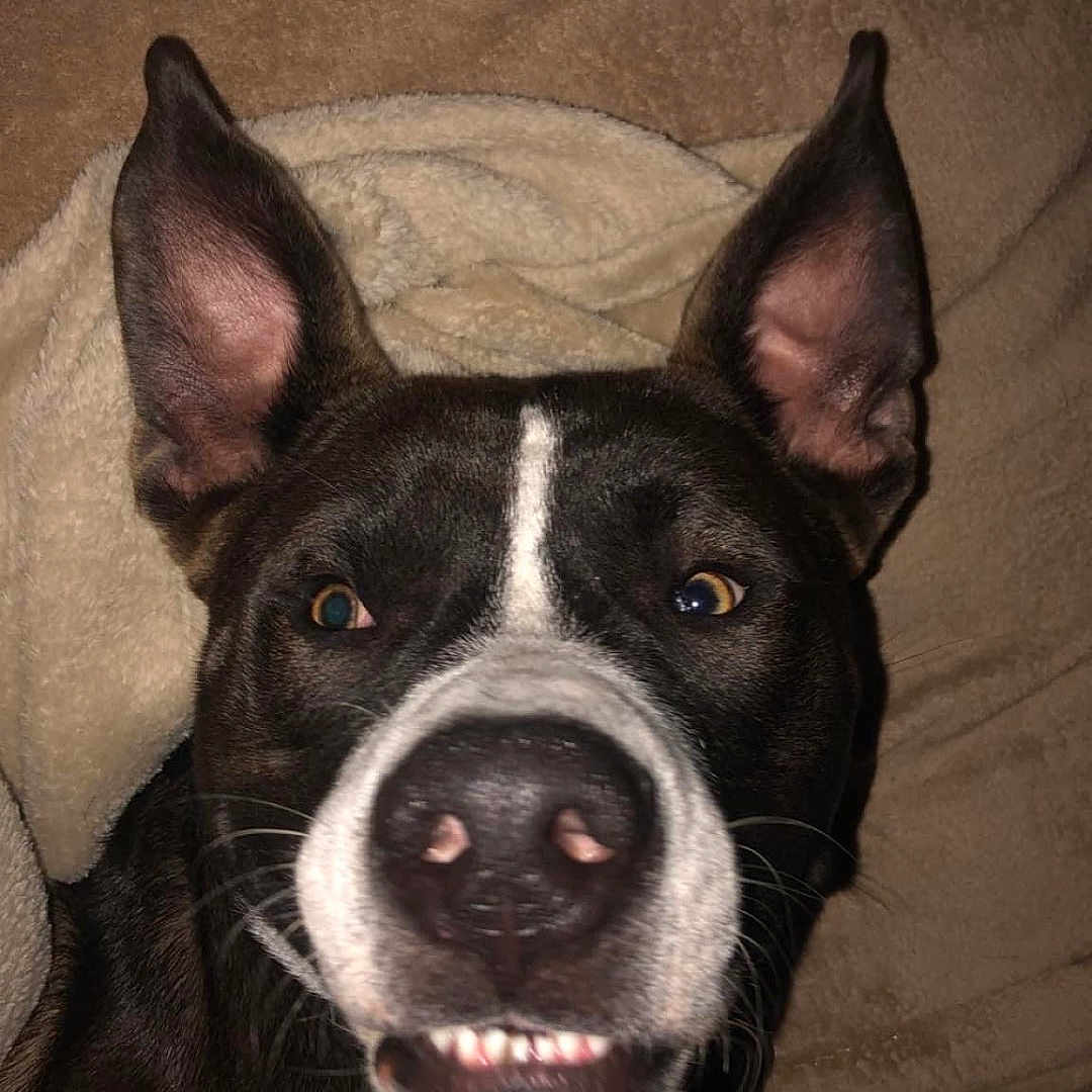 Gun joined the competition — help win amazing prizes! animal, blanket, brown, canine, close_up, cozy, cute, dog, domestic, ears, face, fur, indoor, lying_down, nose, pet, playful, smile, teeth, white_markings