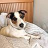animal, bed, black_fur, blanket, brown_fur, comfortable, cozy, cute, dog, domestic, fur, household, indoor, jack_russell_terrier, looking, pet, portrait, resting, white_fur, wooden_headboard