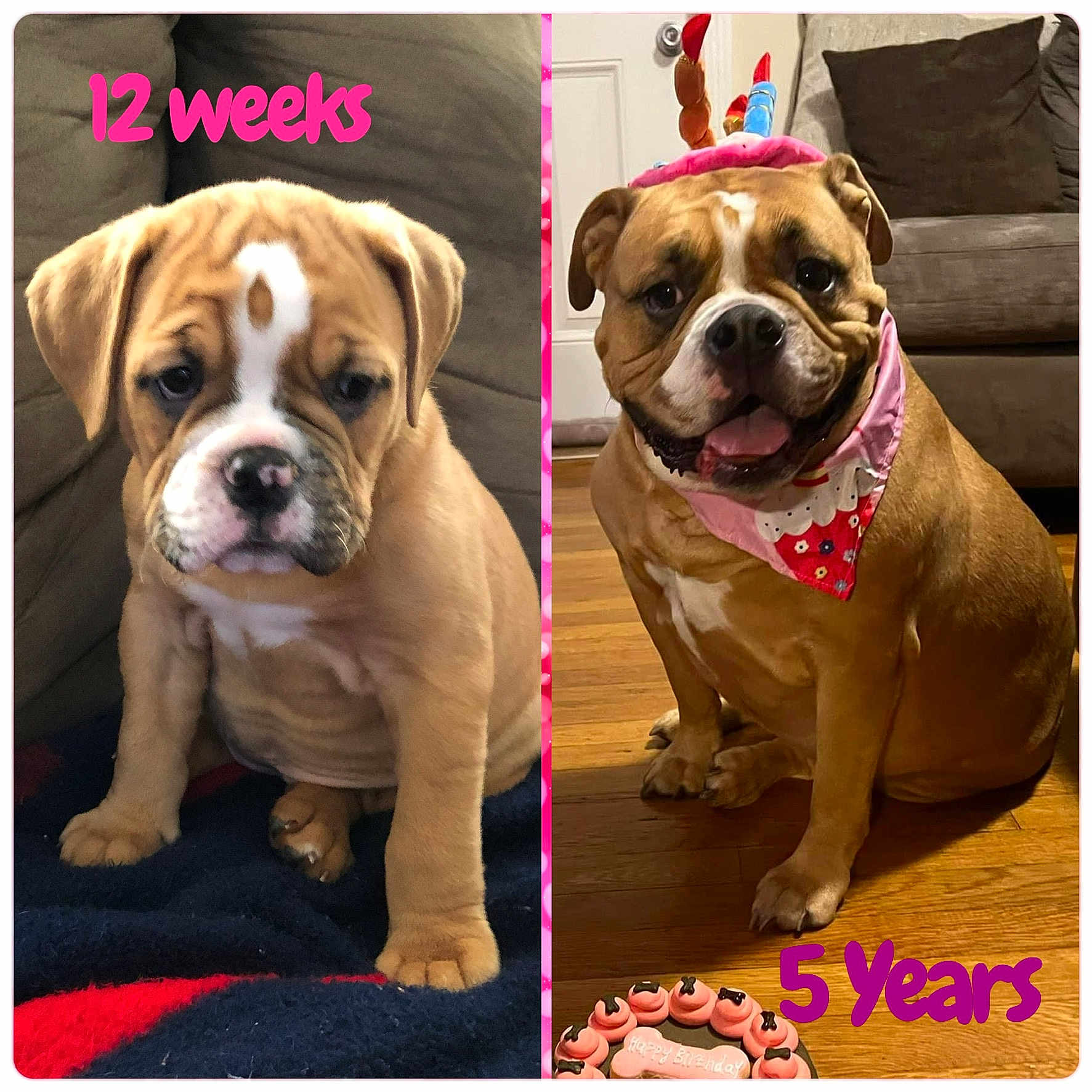 Kya joined the competition — help win amazing prizes! bulldog, canidae, carnivore, collar, companion_dog, dog, dog_breed, dog_collar, fashion_accessory, fawn, non_sporting_group, photograph, photography, pink, plant, rectangle, snout, sporting_group, working_animal, wrinkle