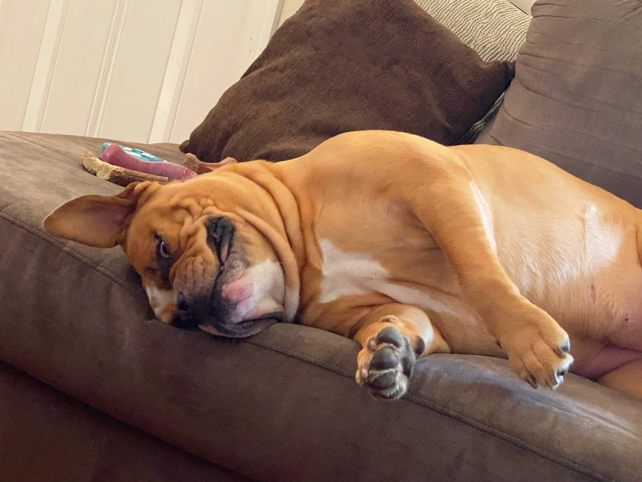 Kya is registered to the contest to win money with this photo: bored, bulldog, carnivore, comfort, companion_dog, dog, dog_breed, fawn, felidae, flooring, foot, fur, hardwood, snout, sporting_group, tail, terrestrial_animal, whiskers, wood, wrinkle