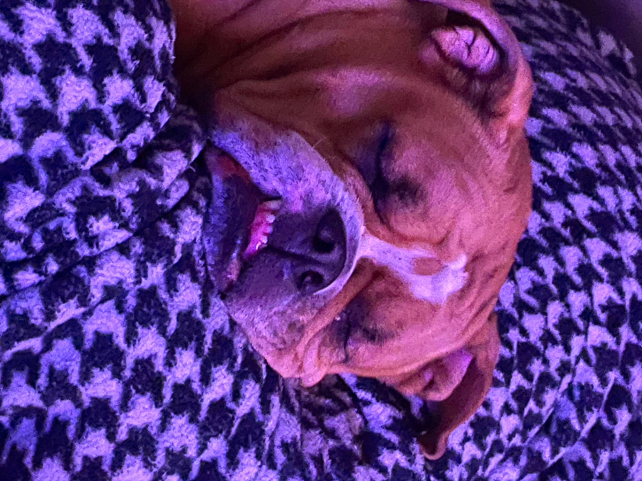 Kya joined the competition — help win amazing prizes! canidae, carnivore, comfort, companion_dog, dog, dog_breed, ear, electric_blue, fawn, liver, magenta, pattern, plant, purple, snout, sporting_group, sunglasses, toy_dog, violet, wrinkle