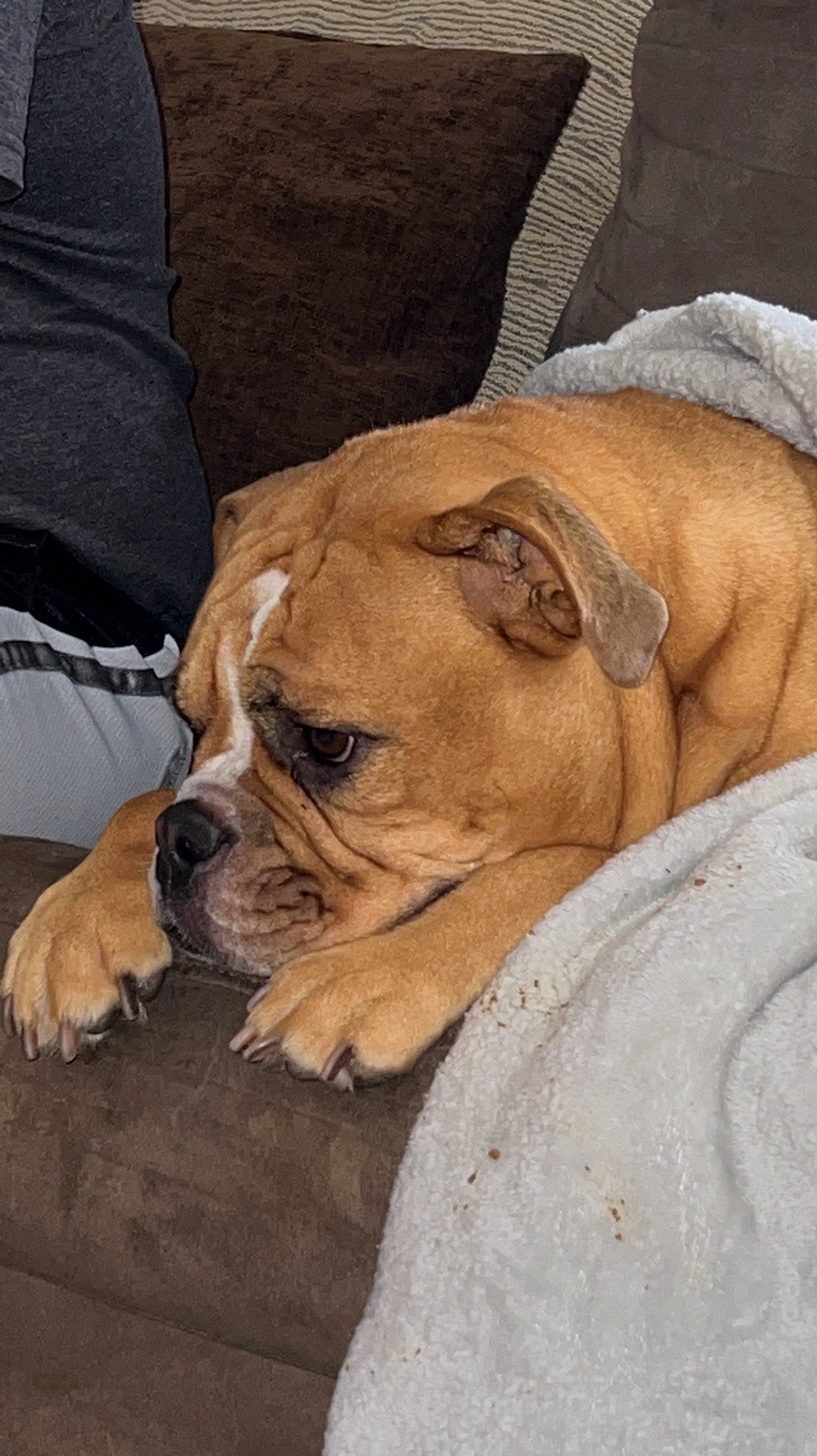 Kya is registered to the contest to win money with this photo: ancient_dog_breeds, boxer, bulldog, canidae, carnivore, comfort, companion_dog, dog, dog_breed, fawn, molosser, snout, sporting_group, terrestrial_animal, toy_dog, whiskers, white_english_bulldog, working_animal, working_dog, wrinkle