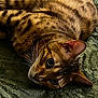 Wilson is registered to the contest to win money with this photo: cat, feline, pet, animal, fur, whiskers, eyes, close_up, lying_down, texture, green_blanket, striped, brown, orange, tabby, domestic_cat, cute, relaxed, indoor, portrait