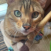 Wilson is registered to the contest to win money with this photo: cat, close_up, pet, whiskers, green_eyes, feline, curious, indoor, cat_tree, toy, striped_carpet, beige, fur, ears, nose, animal, domestic, playful, cute, alert