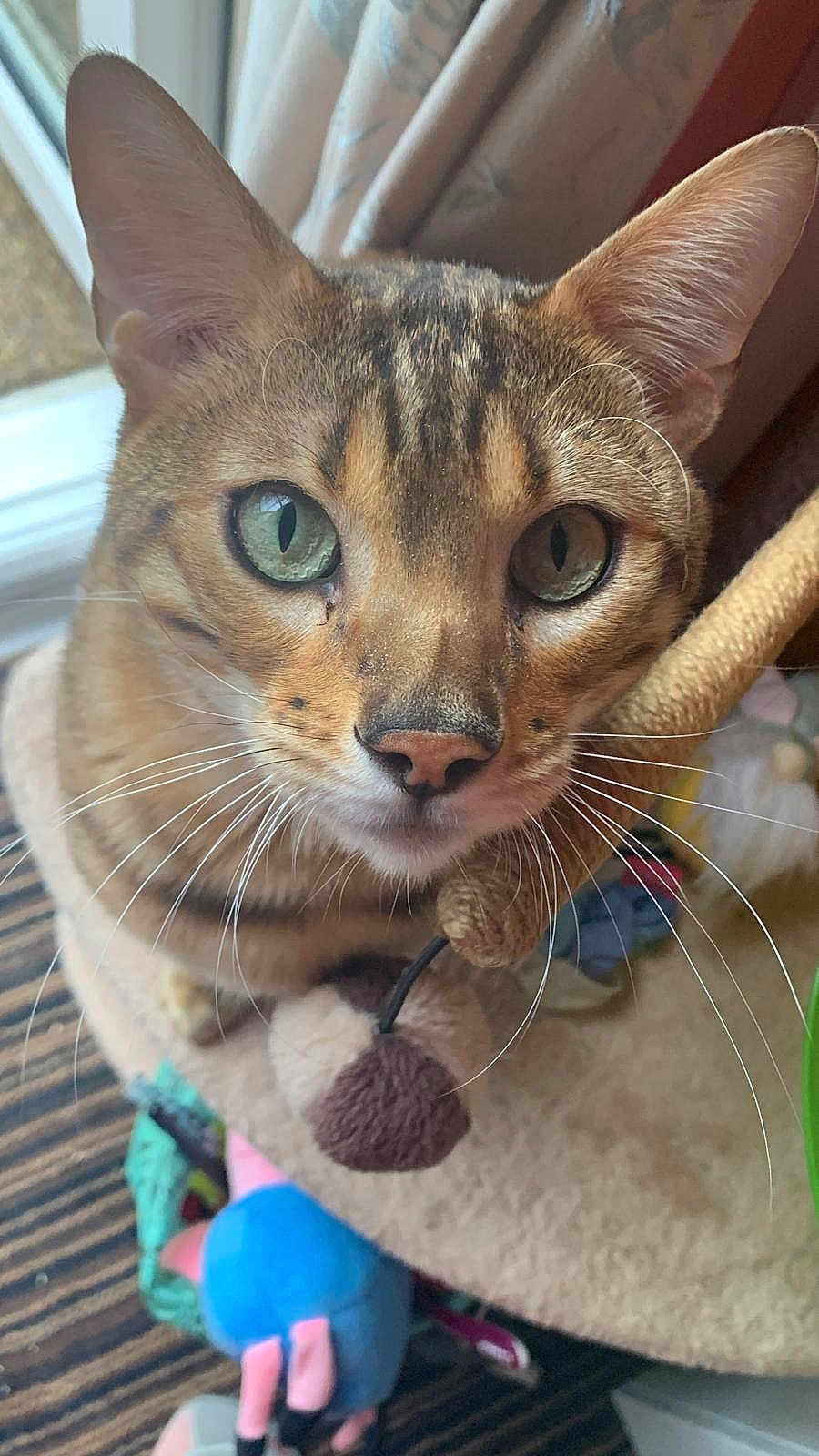 Wilson is registered to the contest to win money with this photo: cat, close_up, pet, whiskers, green_eyes, feline, curious, indoor, cat_tree, toy, striped_carpet, beige, fur, ears, nose, animal, domestic, playful, cute, alert